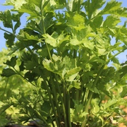 Kategoriename Kategoriename